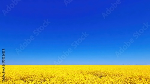 Vibrant yellow field under clear blue sky with abundant sunlight