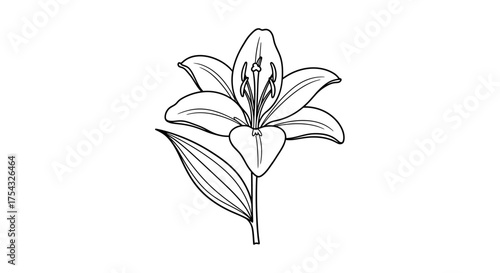 Elegant Lily Flower Illustration in Black and White Detailed Botanical Drawing for Coloring Pages and Design Projects