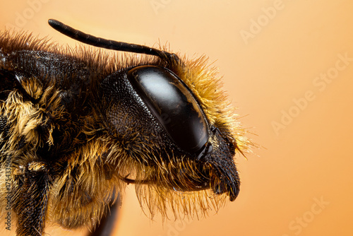 Golden Bee Portrait Macro on White Background