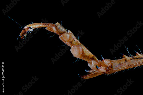 Cuadro en lienzo Macro Grasshopper Foot with Spines and Claws