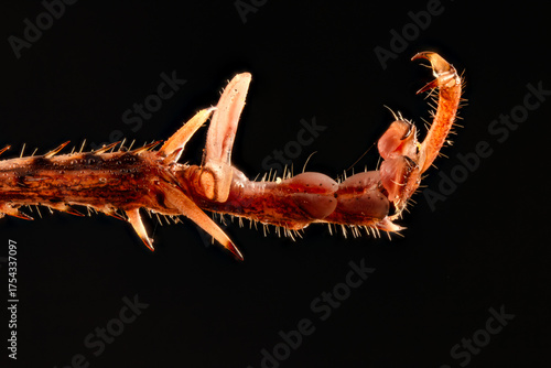 Macro of Bush Cricket Spiky Tarsus and Claw