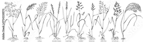 Forage grasses for pasture and hay vector set