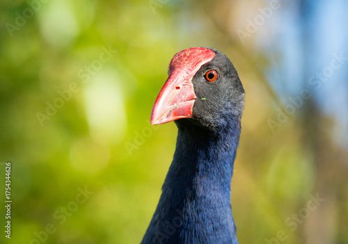 Close up of Pukeko or purple swamphen wading in lake margins among reeds