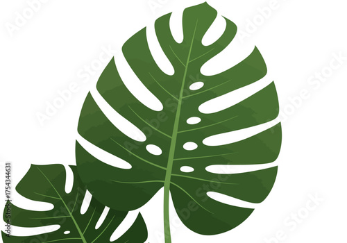 Illustration of Two Green Monstera Leaves with Distinctive Fenestrations.