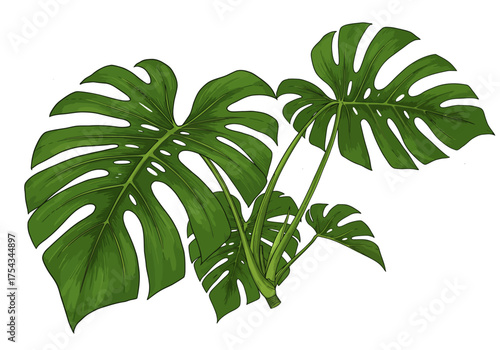 Lush Green Monstera Deliciosa Plant with Fenestrated Leaves.