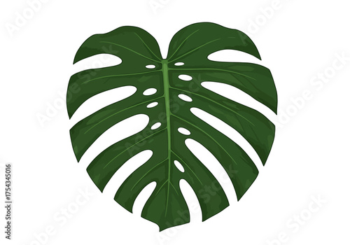 Detailed Monstera Deliciosa Leaf Illustration with Fenestrations.