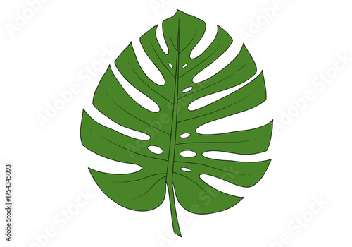 Illustrated Green Monstera Leaf with Distinctive Fenestrations.