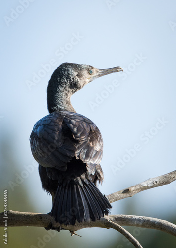 Black Shag or cormorant on perch overlooking lake