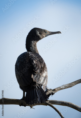 Black Shag or cormorant on perch overlooking lake