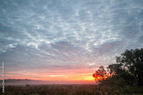 A beautiful sunset with a tree in the background. The sky is cloudy and the sun is setting