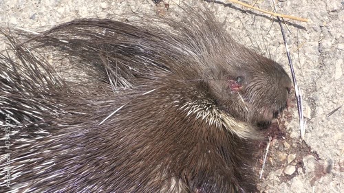 Spiky remains of porcupine on asphalt, buzzing with flies