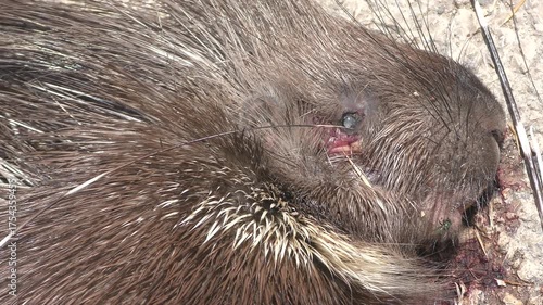 A dead porcupine on the road-its spines dulled, its belly bloated. Flies hovered like they owned the place. Front view