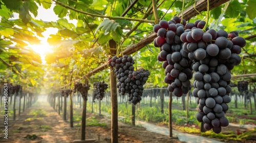 Sunlit vineyard with grapes hanging amidst lush green foliage
