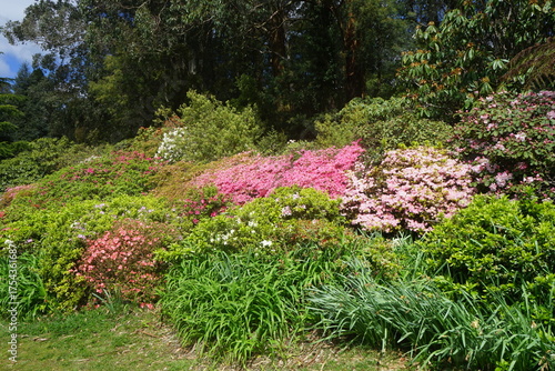 rhododendrons in the garden