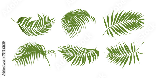 Palm leaves vector set. Simple hand drawn tropical set.	