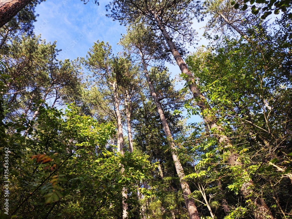 Fototapeta premium trees in the forest