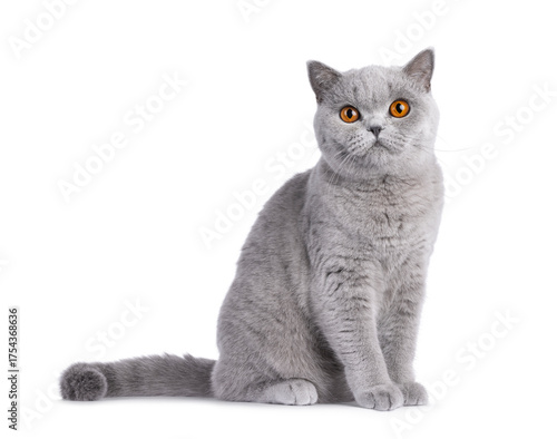 Schilderij op canvas Beautiful British Shorthair cat sitting up side ways