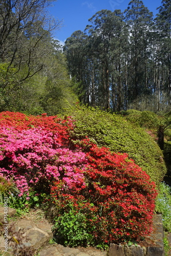 rhododendrons in the garden