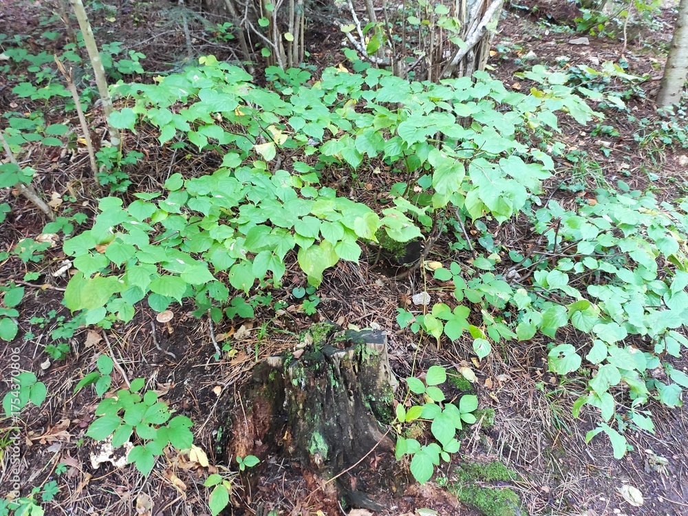 Obraz premium Leaves in the forest