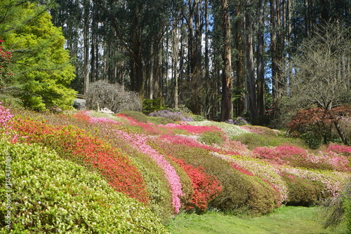 rhododendrons in the garden