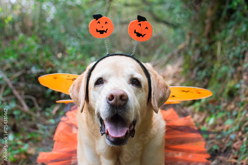 Un perro labrador con una diadema de calabazas