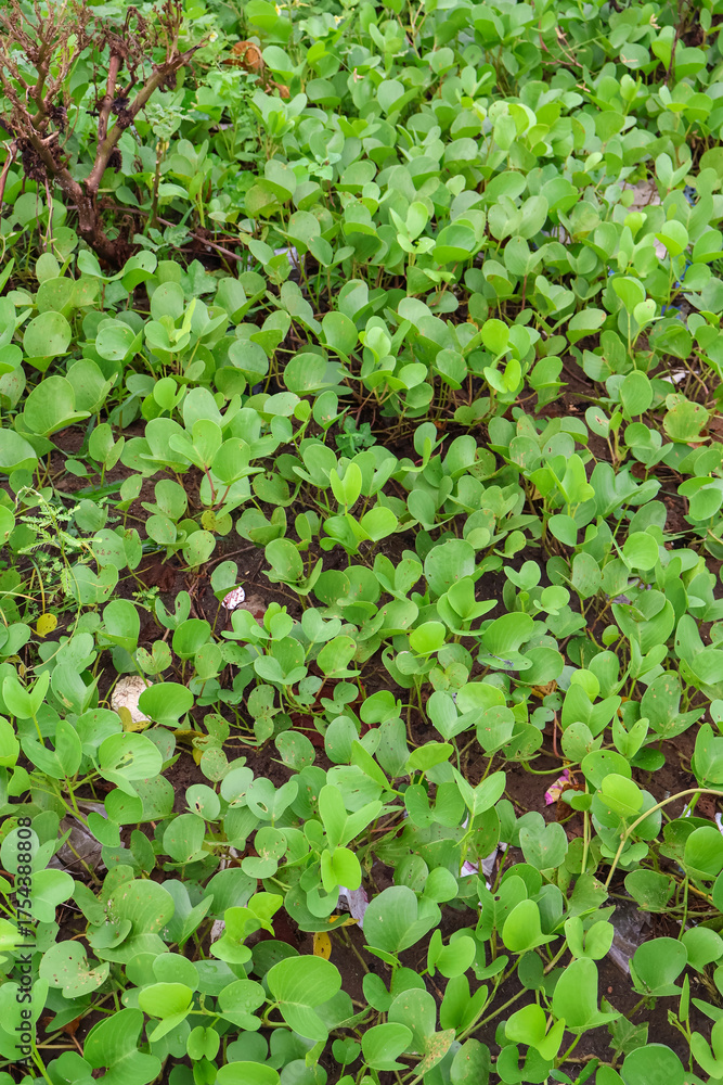 Obraz premium Common water hyacinth green leaves seamless background. Water Hyacinth a tropical species, Eichhornia crassipes.