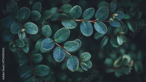 Small green leaves with smooth texture set against a dark background, moodily lit for a fresh natural atmosphere,