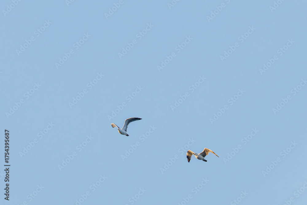Fototapeta premium Two seagull's flying in a clear blue sky