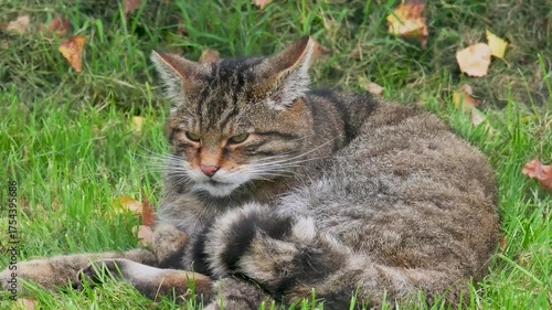 Wallpaper Mural Scottish Wildcat Laying on the Grass Torontodigital.ca