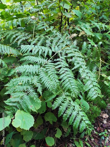 fern in the forest