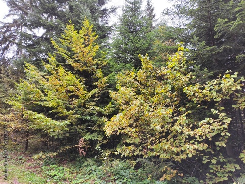 pine tree in the forest