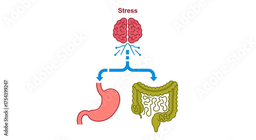 Understanding stress and its impact on digestion, showing the connection between the brain, stomach, and colon for health and wellness content
