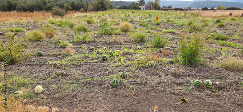 Field with scattered watermelons and dry grass.