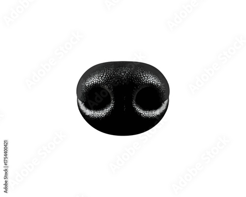 Close up of animal nose on black background