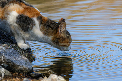 A cat drinking water from a pond, creating ripples.