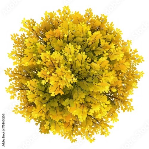 Fall bush tree vegetation asteraceae blossom.