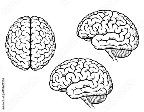 Detailed black and white line drawing vector illustration of human brain views scalable eps graphic silhouette vector illustration white background