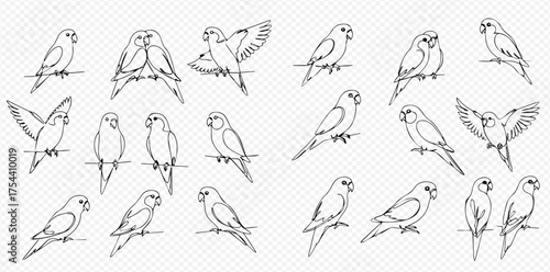 Detailed line art illustrations of budgerigars in various poses and groupings, showcasing different actions and perspectives.