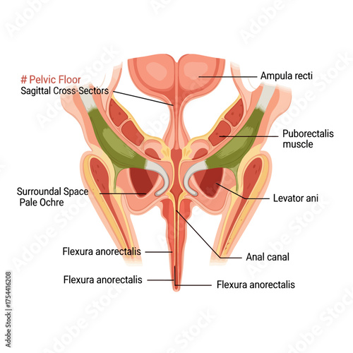Detailed anatomical view of the pelvic floor showcasing key muscles, structures, and their spatial relationships for medical reference material and education