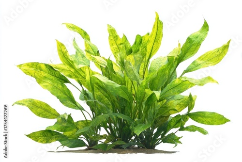 Wallpaper Mural Vibrant green aquatic plant display. Torontodigital.ca