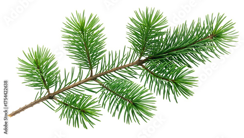 christmas  tree  green branch cutout