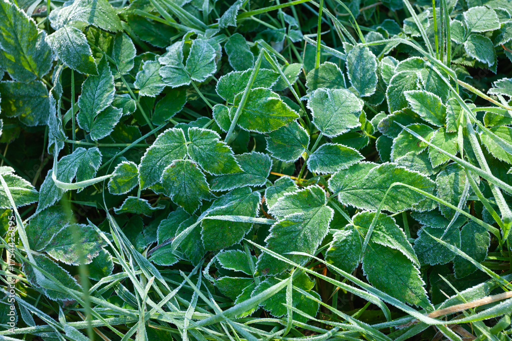 Fototapeta premium Frost on leaves and grass