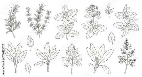 Hand drawn culinary herbs collection rosemary, thyme, basil, oregano, sage, parsley, dill botanical illustration in sketch style