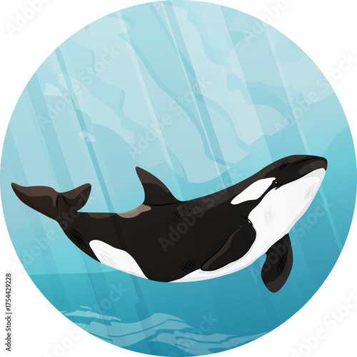 Circular composition. Killer whale swims in the ocean water. Seascape. Realistic vector landscape.