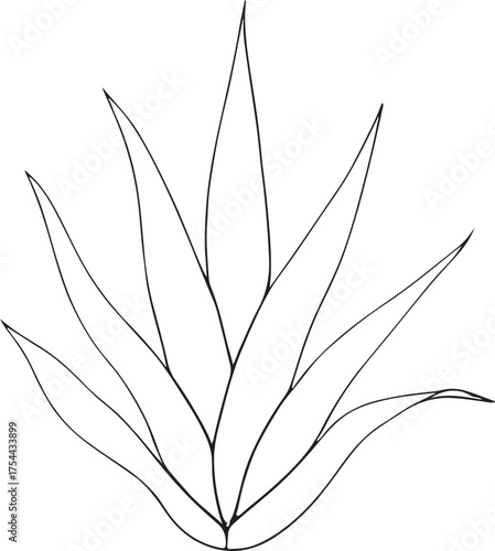 Alovera vector silhouette