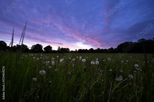 schöner Sonnenaufgang über einer Wiese