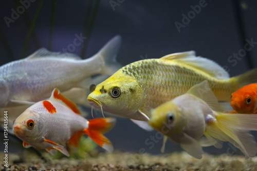 shoal of juvenile nishikigoi hybrid in pet shop aquarium, bright colored domesticated commercial trade mutation breed, popular ornamental fish for water garden and koi pond, nature explore concept