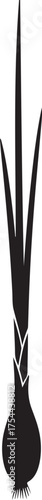 Black silhouette of ornamental onion flowers and grass blades on a white background Allium floral