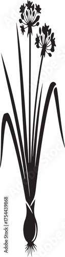 Black silhouette of ornamental onion flowers and grass blades on a white background Allium floral