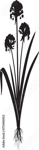 Black silhouette of ornamental onion flowers and grass blades on a white background Allium floral